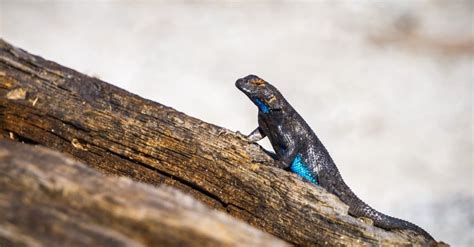 Blue Belly Lizard Animal Facts Sceloporus Occidentalis A Z Animals