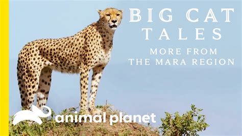 Big Cat Tales Season 1 Release Date On Animal Planet Nextseasontv