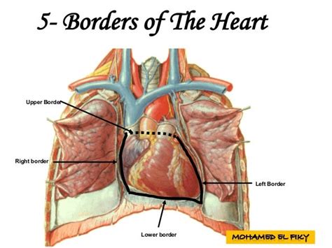 Surface Anatomy Of Heart