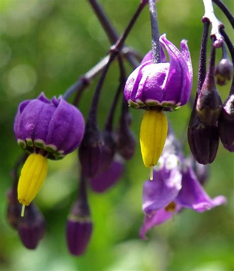 Beware The Deadly Nightshade The Beautiful Plant That Can Kill You