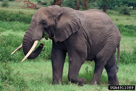 African Elephant Loxodonta Africana Proboscidea Elephantidae 4911089
