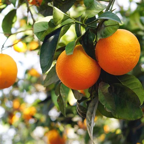 Sweet Orange Essential Oil Sweet Orange Oil Uses Absolute Aromas India