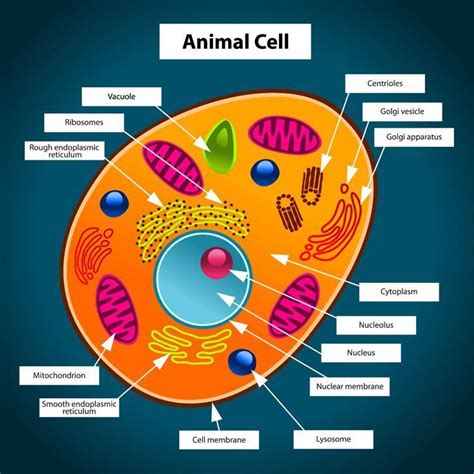 Resultado De Imagen Para Plant And Animal Cells Not Labeled Animal