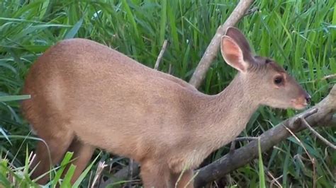 Mato Grosso Do Sul Animais