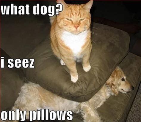 10 Funny Dog And Cat Memes Youll Want To Share With Your Pets