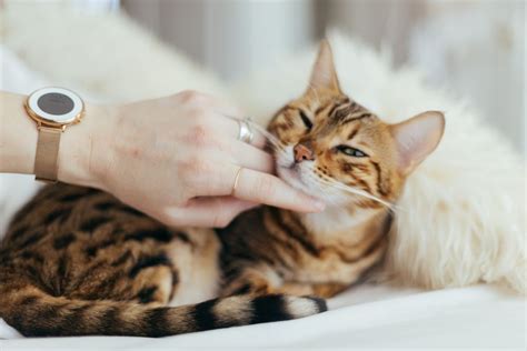 Many cats will excessively chew or lick the hair off their legs when they have fleas or fad. Cat Losing Hair: Why It Happens and How to Help - We're ...