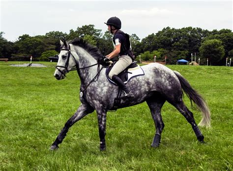 Versión online del periódico deportivo. The Demise of the Irish Sport Horse