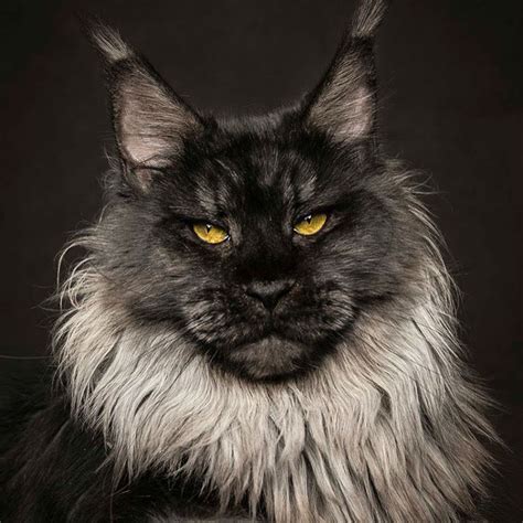 Posey is a wonderfully sweet cat that deserves such a wonderful home. Robert Sijka Captures The Fierce Beauty of Maine Coons Cats