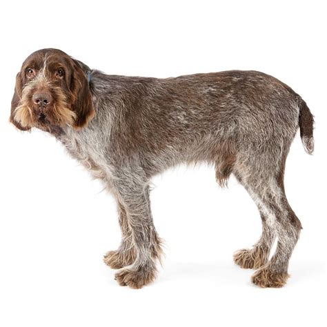 Our puppies are all kennel club registered and microchipped. Spinone Italiano Dog Breed » Everything About Spinone Italiano
