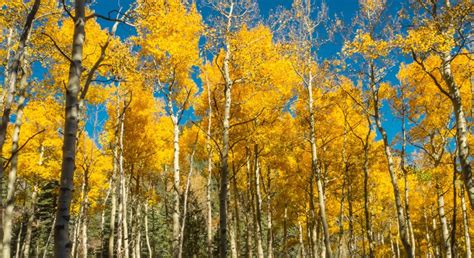 Pando The Worlds Largest Living Organism