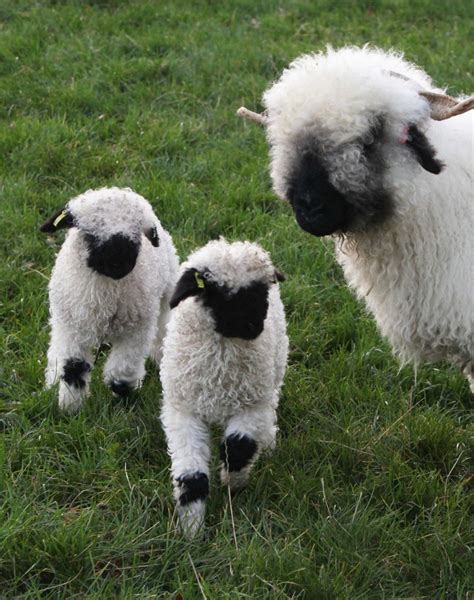 Northumberland Farmer Welcomes Unseasonal Arrivals As Worlds Cutest