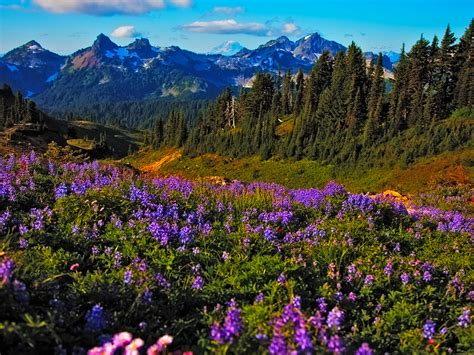 Landscape Spring Purple Mountain Flowers 5401