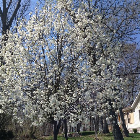 Seedling pears can grow up to 40 feet tall at maturity. Flowering pear tree | Flowering pear tree, Outdoor, Pear trees