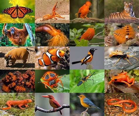 Find The Orange Animals Quiz