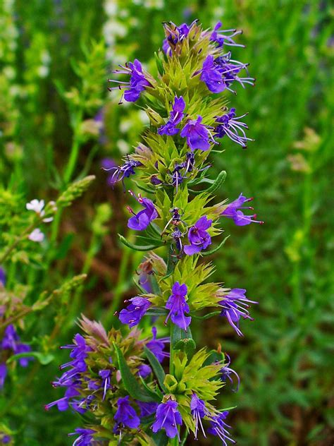 Hyssop Definition Uses In The Bible Smell And Facts Britannica