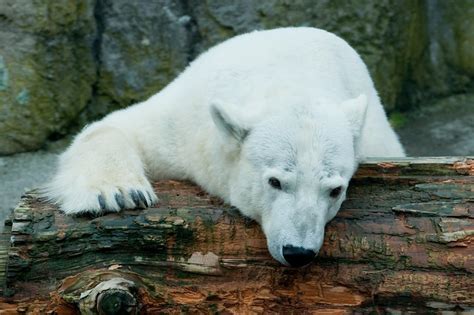 Sad Polar Bear Is Sad My Home Melted By Chimerasaurus