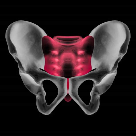 Symphysis Pelvis Stock Photos Pictures And Royalty Free Images Istock