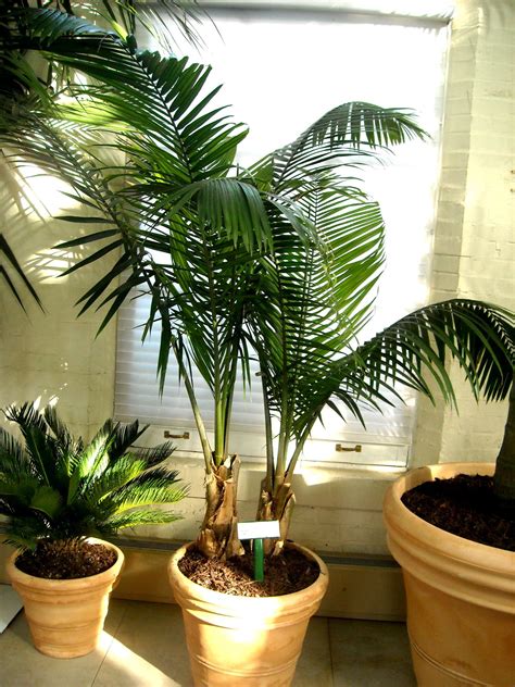 Indoor Majesty Palm Tree Care Costa Farms Majesty Palm Tree Live