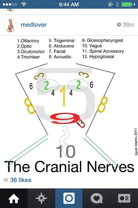 Easy Way To Remember The Cranial Nerves Cranial Nerves Nursing Mnemonics Nurse