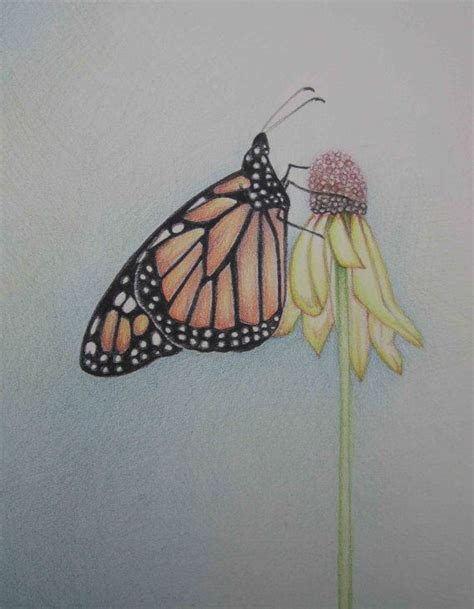 Pencil Art Work Orange Butterfly Hugging A Yellow by ...