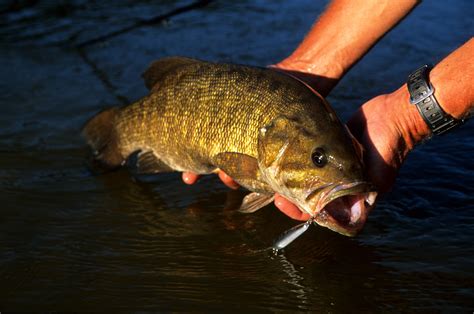 New York Angler Catches Spectacular Giant Bass In Fight Of A Lifetime