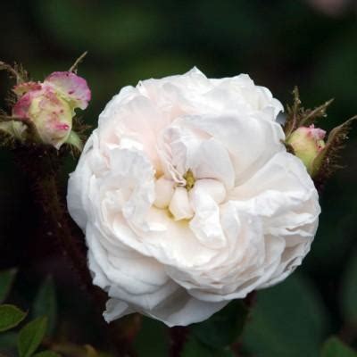 Una rosa senza spine (titolo originale: 3. "Ispahan" Rosa di Damasco