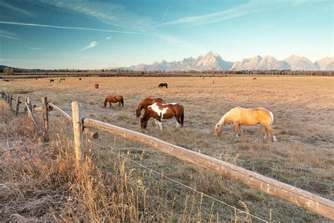Horses Grazing Outside Of Grand Teton Photograph By Wray Sinclair