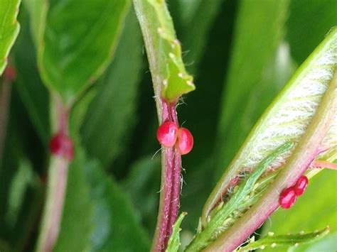 Orchards can grow sweet cherries, like the black tartarian cherry tree and the bing cherry tree and the bing, purple cherry tree. Having Never Owned a Cherry Tree...