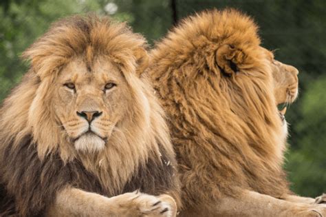 7 Fun Facts About The Worlds Top Big Cats Prettylitter