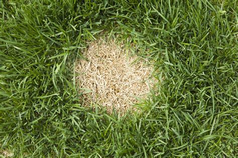 Diagnosing The Bare Dead Spots In A Lawn