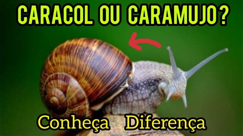 Caracol E Caramujo Diferenças
