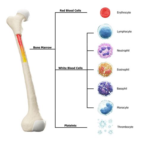 Premium Photo Bone Marrow And Blood Cells Formation Diagram