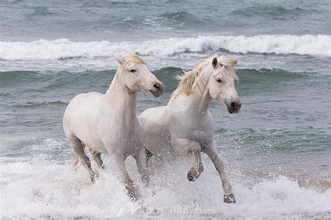 Two White Horses Run White Horses Horses Camargue Horse