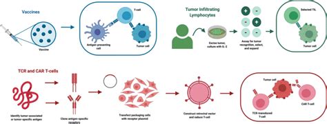 T Cell Based Immunotherapy Modalities Ongoing T Cell Based Cancer