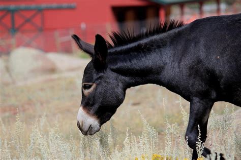 Eyor The Donkey Photograph By Trent Mallett Fine Art America