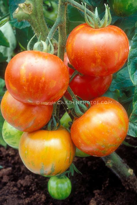 Tomato Mr Stripey Aka Tigerella Plant And Flower Stock Photography
