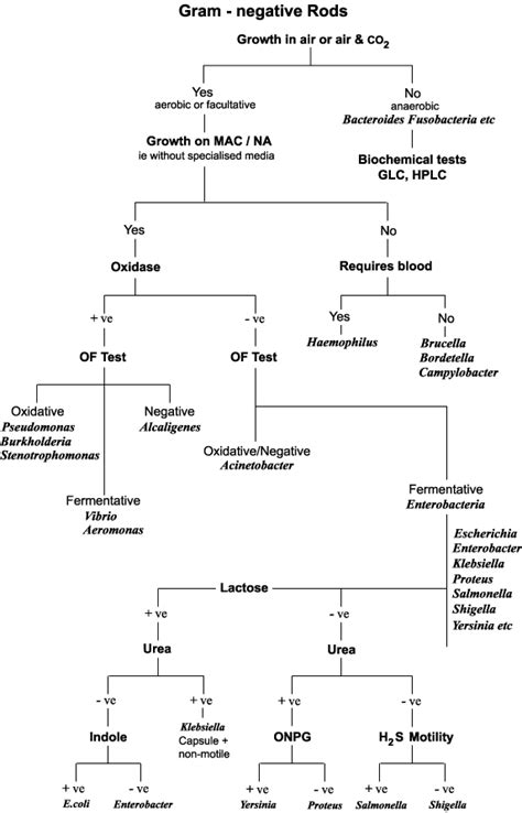 Chart For Bacterial Identification