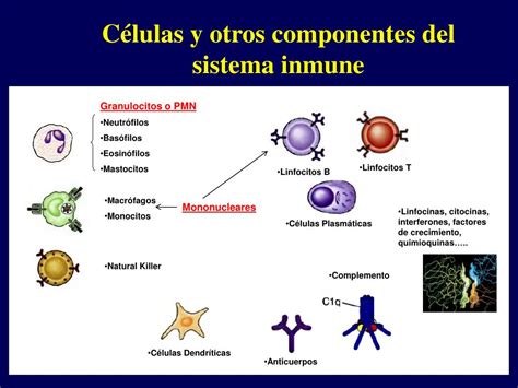 Ppt Componentes Y Funciones Del Sistema Inmune Powerpoint