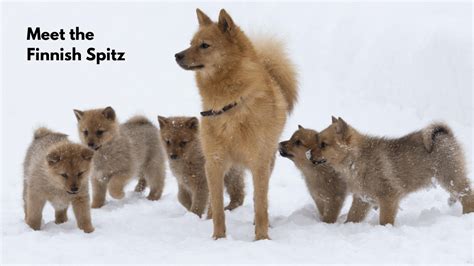 Dog Breeds What You Need To Know About The Finnish Spitz