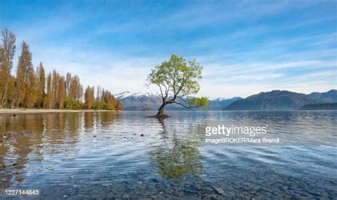 One Tree Lake Photos And Premium High Res Pictures Getty Images
