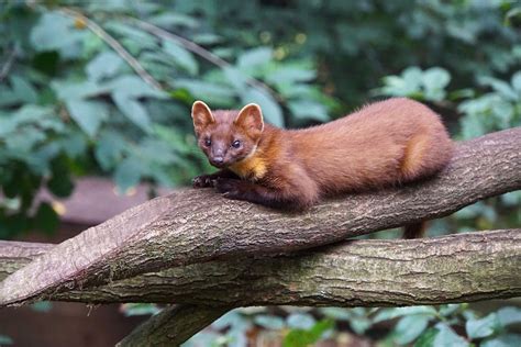 13 Humboldt Marten Facts Youll Never Forget