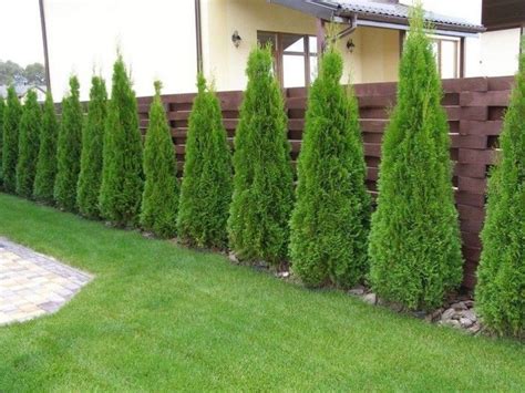 Protect your hedge from weeds, pests, and diseases. Amazing Privacy Fence Ideas to Perfect Your Backyard 30 ...