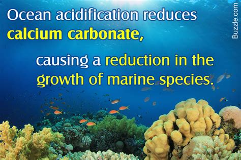 7 Harmful Effects Of Ocean Acidification On Marine Life