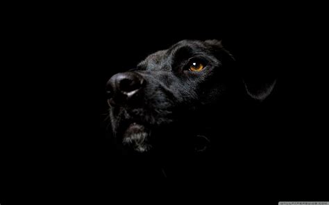 Black Dogs Wallpapers Wallpaper Cave