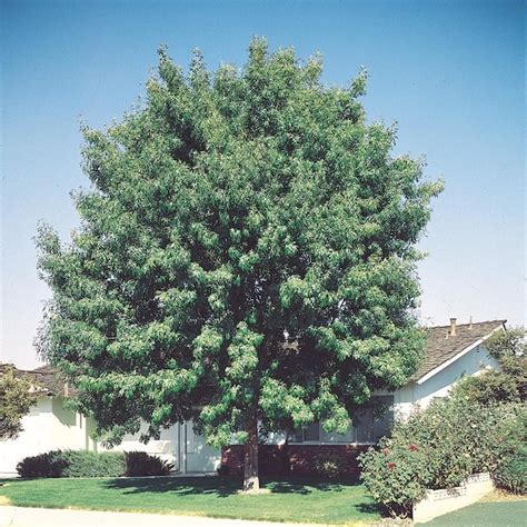 1025 Gallon Fan Tex Ash Shade Tree In Pot L1051 In The Trees