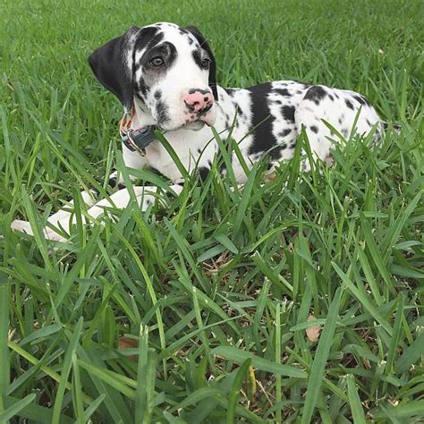 Black And White Great Dane Puppies Stock Photos Pictures And Royalty