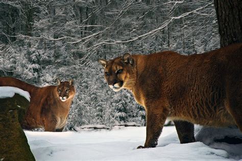 Mountain Lions In Virginia