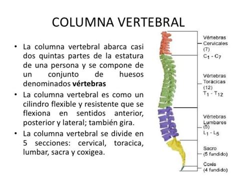 Todas Las Partes De La Columna Vertebral ¡resumen ImÁgenes