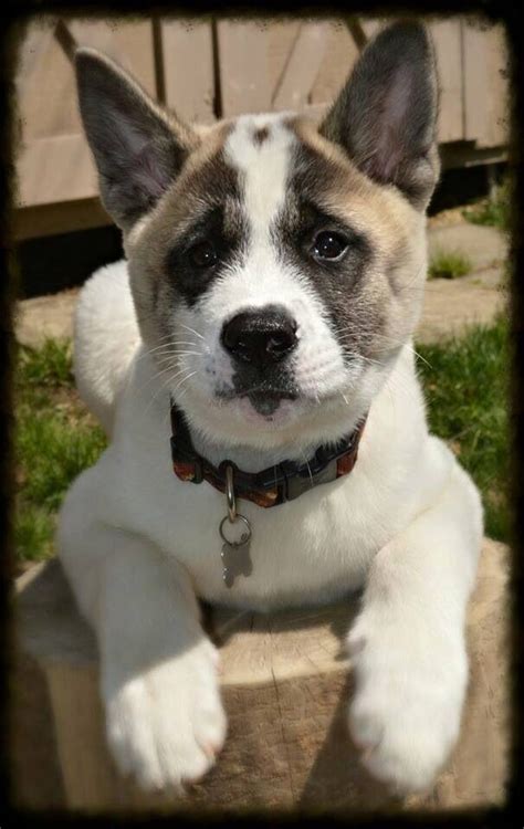A japanese strain, commonly called akita inu. Akita puppy (With images) | Akita puppies, American akita ...