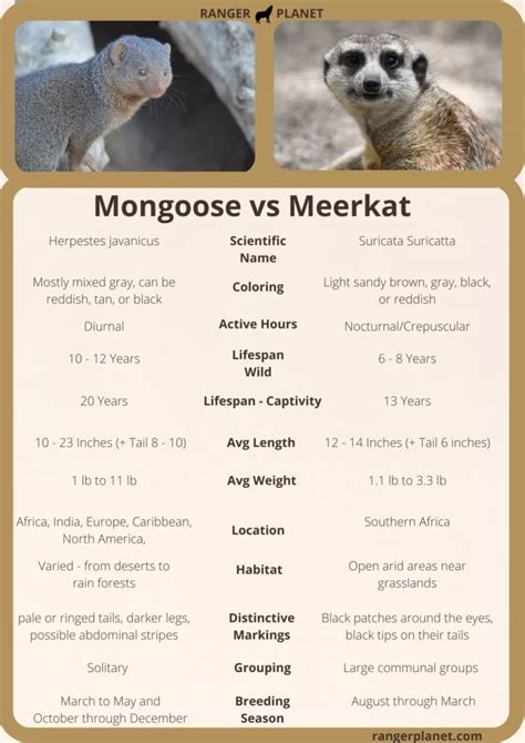 Mongoose Vs Meerkat How To Tell The Difference Easy Guide